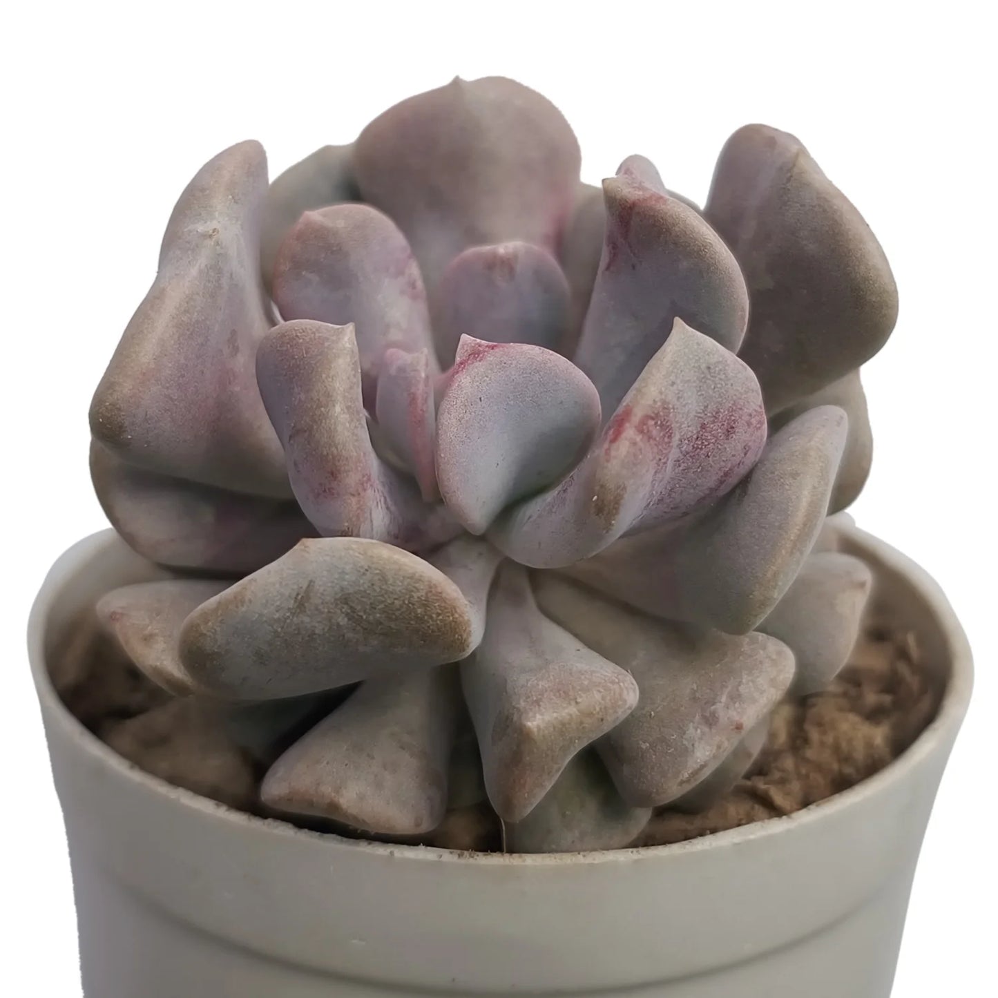 Echeveria 'Cubic Frost' Altman (Bare Rooted)