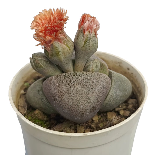 Lithop (Bare Rooted)