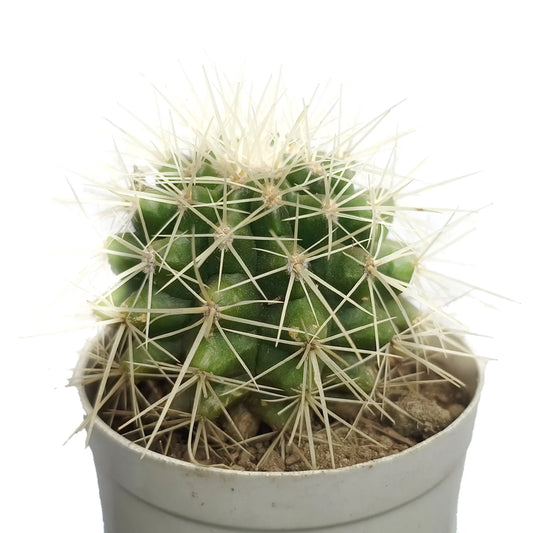 Kroenleinia Grusonii Cactus (Bare Rooted)