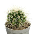 Kroenleinia Grusonii Cactus (Bare Rooted)