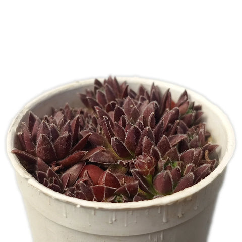 Sinocrassula Yunnanensis (Bare Rooted)