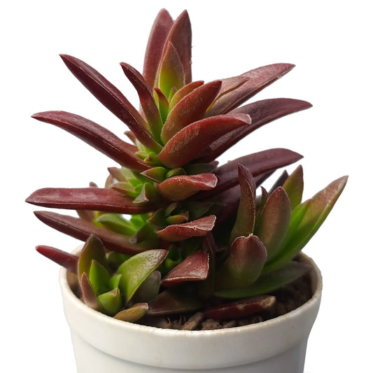 Crassula Capitella Sharp Red (Bare Rooted)