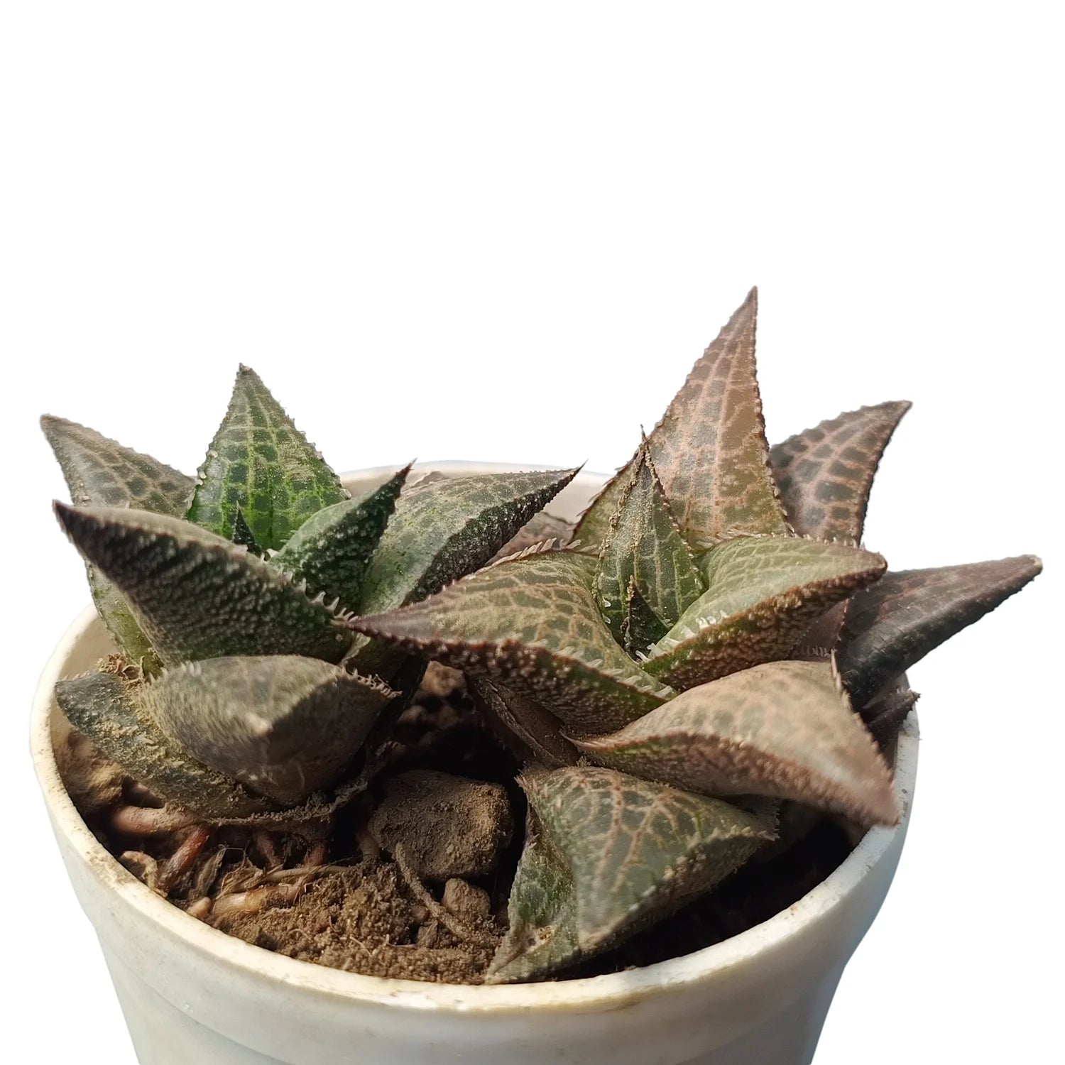 Haworthia Venosa (Bare Rooted) – Secculent