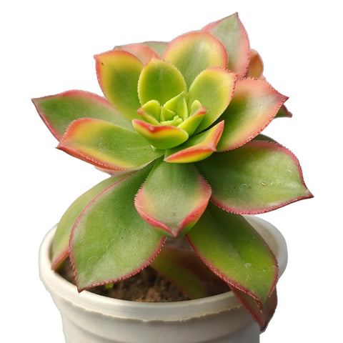 Aeonium Kiwi Tricolor 'Verigated' (Bare Rooted)