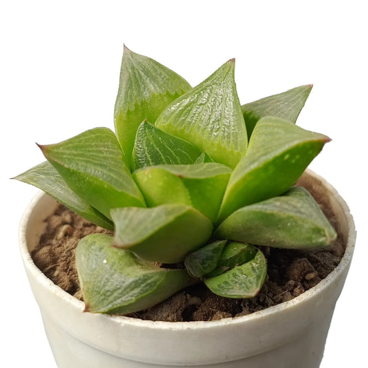 Haworthia Retusa (Bare Rooted)