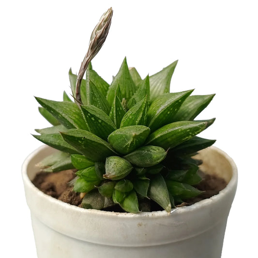 Haworthia Cymbiformis (Bare Rooted)