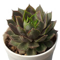 Sempervivum Granat- Laxmi Kamal (Bare Rooted)