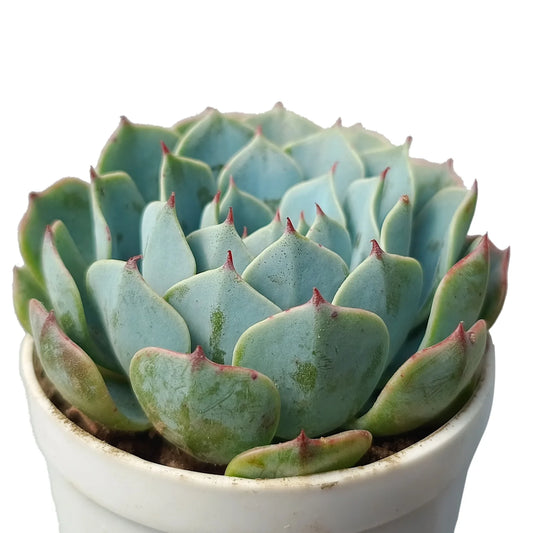 Echeveria Mazarine (Bare Rooted)