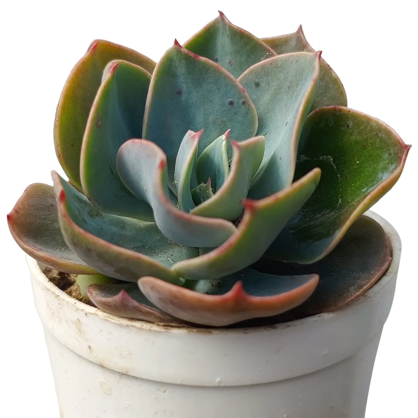 Echeveria Blue Sky (Bare Rooted)