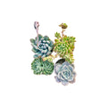 Combo of 4 succulent plants (bare rooted)