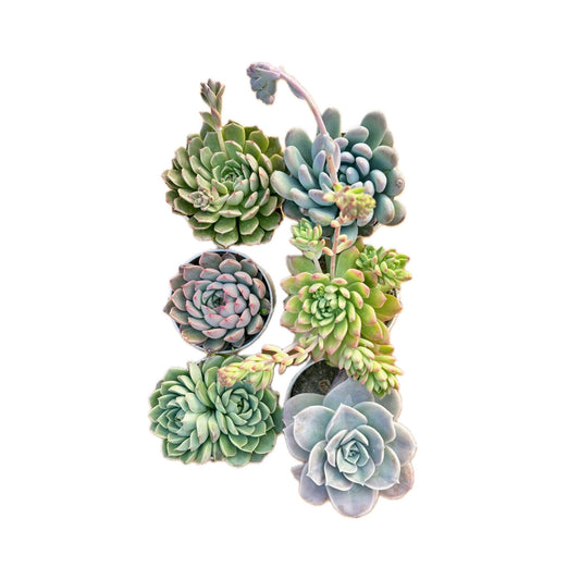 Combo of 6 succulent plants (bare rooted)