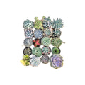 Combo of 20 succulent plants (bare rooted)