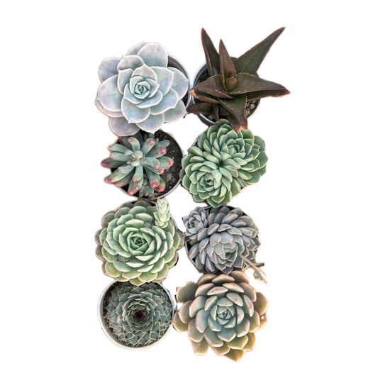 Combo of 8 succulent plants (bare rooted)