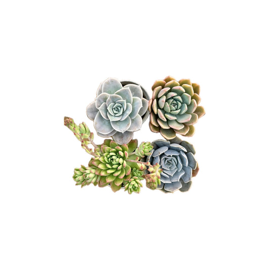 Combo of 4 succulent plants (bare rooted)