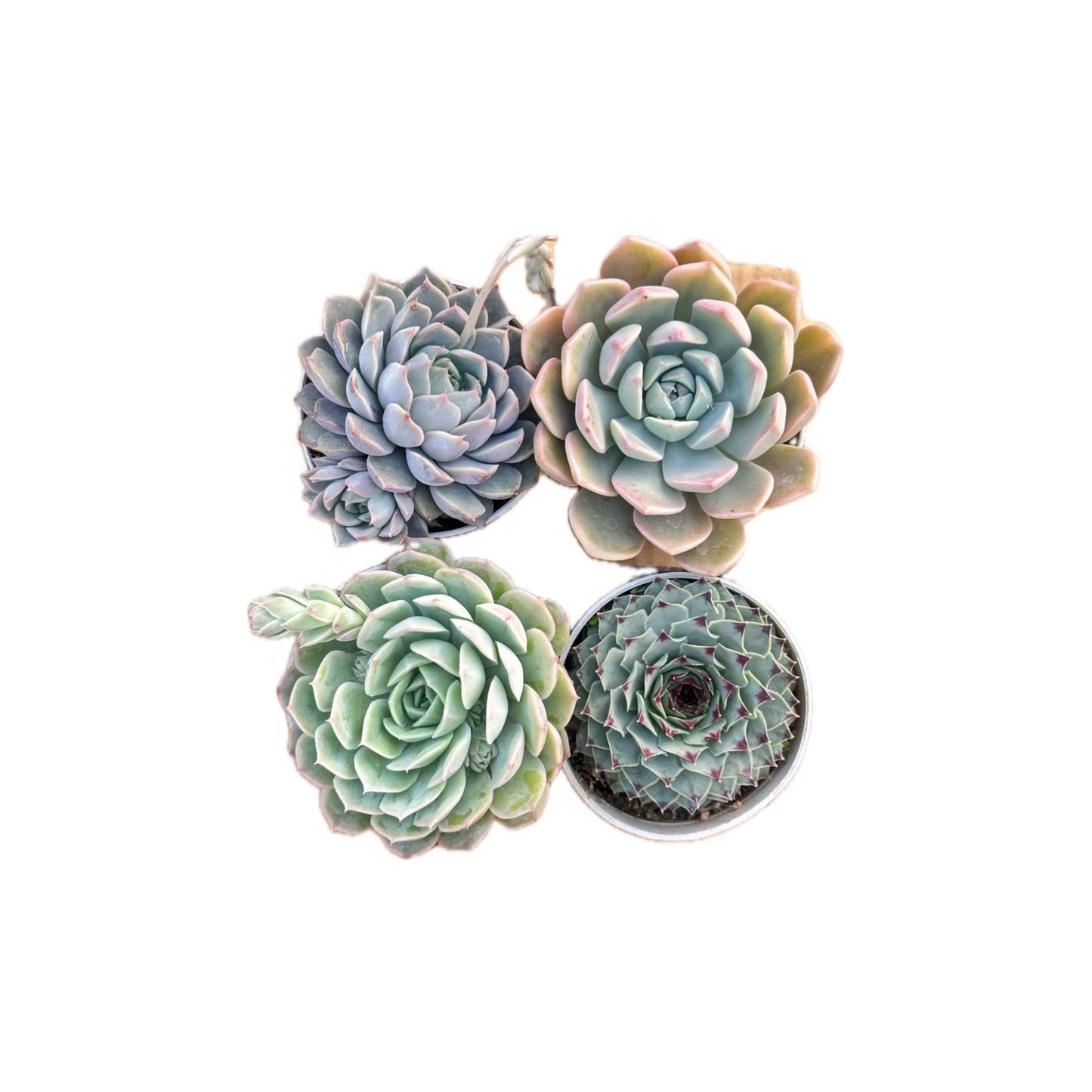 Combo of 4 succulent plants (Bare Rooted)