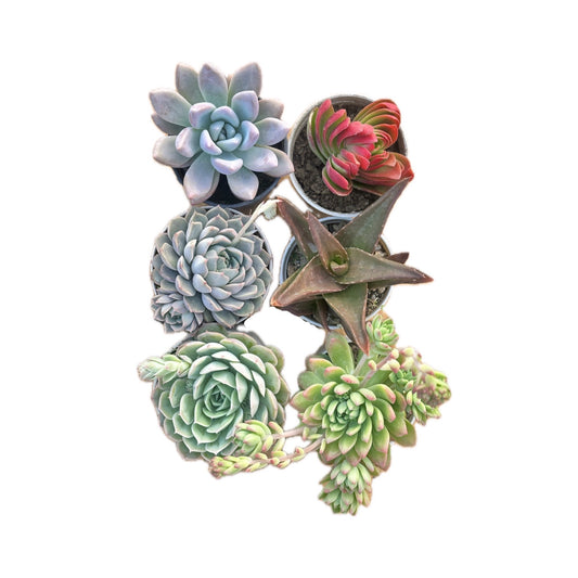 Combo of 6 succulent plants (bare rooted)