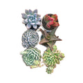Combo of 6 succulent plants (bare rooted)