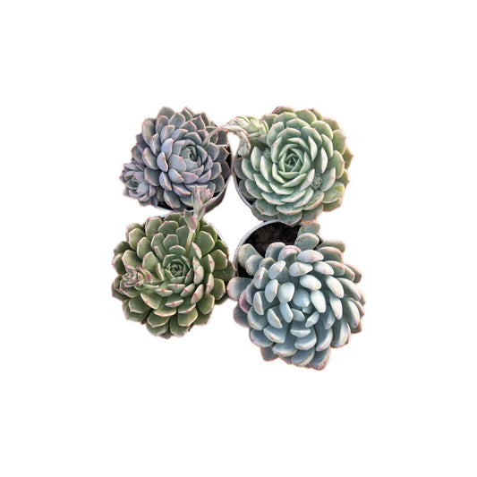 Combo of 4 succulent plants (bare rooted)