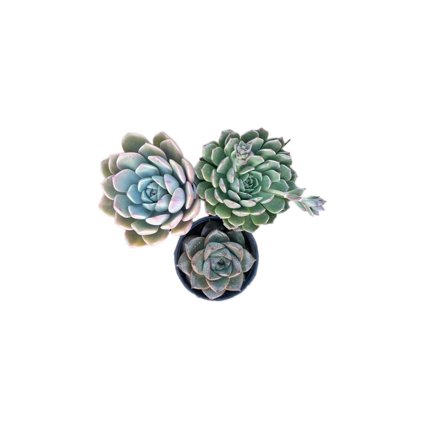 Combo of 3 succulent plants (Bare rooted)