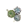 Combo of 3 succulent plants (bare rooted)