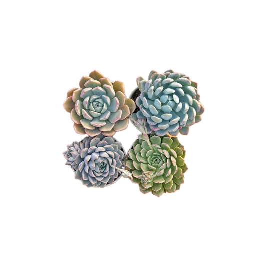 Combo of 4 succulent plants (bare rooted)