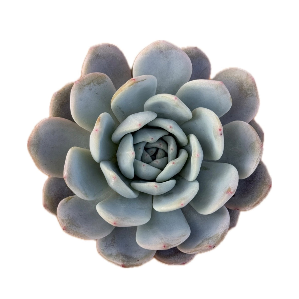 Echeveria Bue Minima (Bare Rooted)