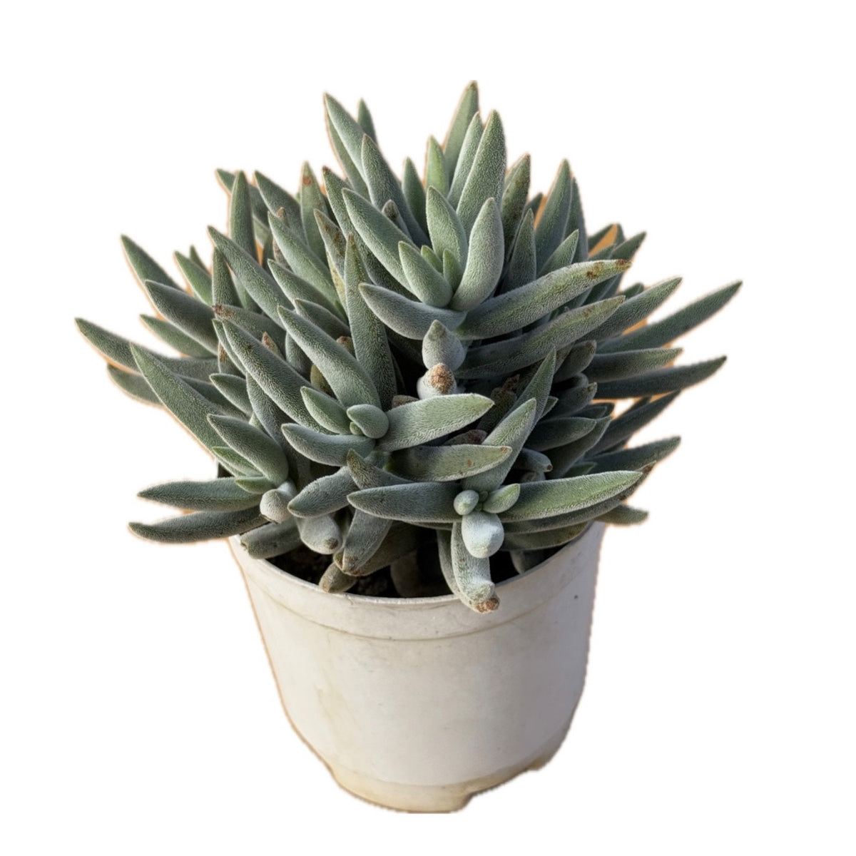Crassula Surprice Party (Bare Rooted)