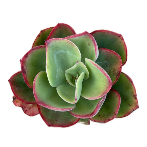 echeveria pallida verigated (bare rooted)