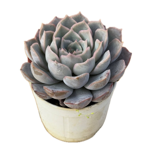 echeveria monster succulent plant (bare rooted)