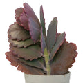 Kalanchoe Butterfly 'Purple Beauty' Verigated' (Bare Rooted)