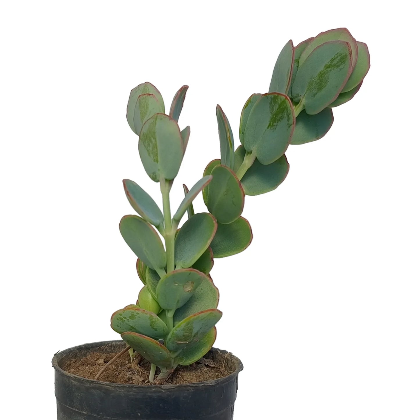 Kalanchoe Marnieriana (Bare Rooted)