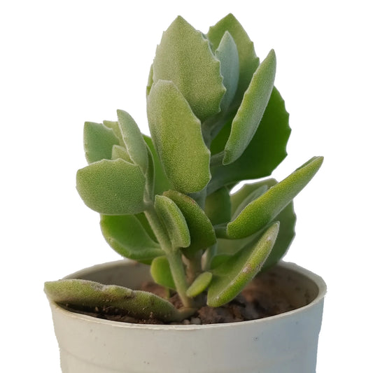 Kalanchoe Pumila Silver Spoon (Bare Rooted)