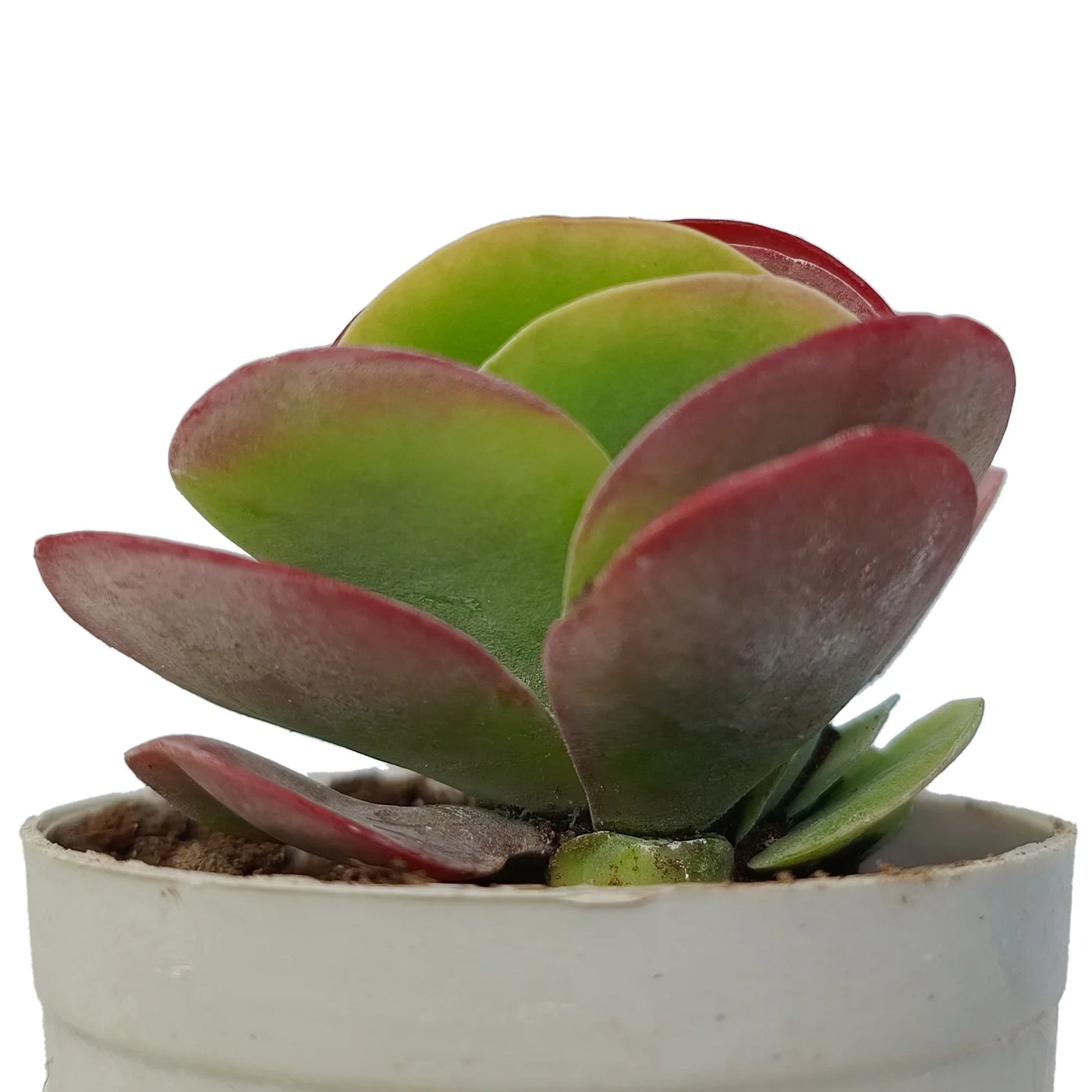 succulent elephant ear plant Buy Kalanchoe Thyrsiflora Paddle Elephant Ear Plant Online – Secculent