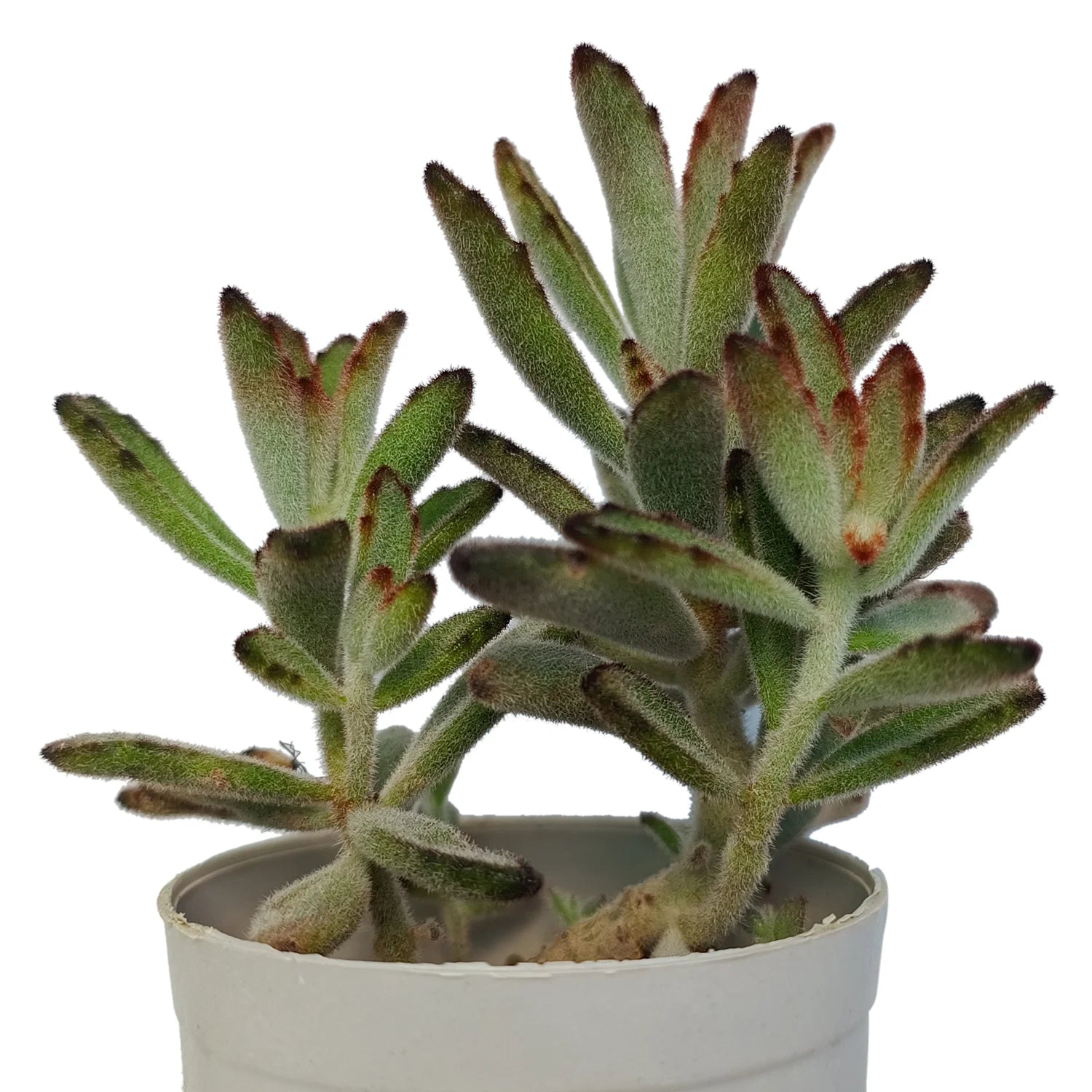 Rooted Panda Buy Kalanchoe Tomentosa Panda Plant Online – Secculent
