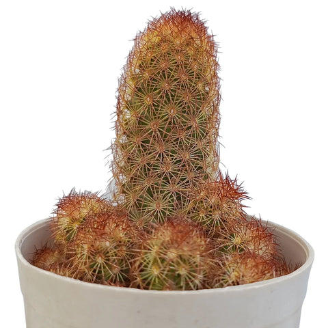 Lady Finger Cactus (Bare Rooted)