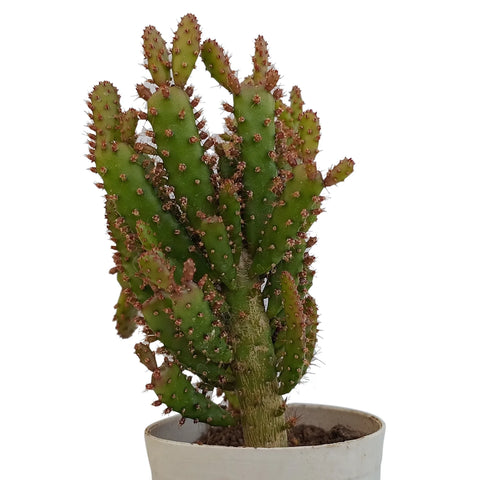 Maihueniopsis Cactus (Bare Rooted)