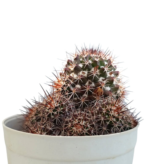 Mammillaria Eichlamii Cactus (Bare Rooted)