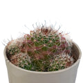 Mammillaria Crinita Cactus (Bare Rooted)
