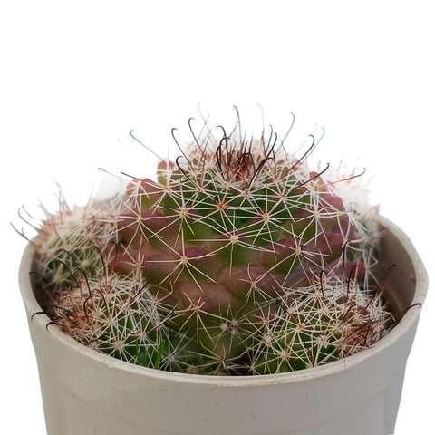 Mammillaria Crinita Cactus (Bare Rooted)