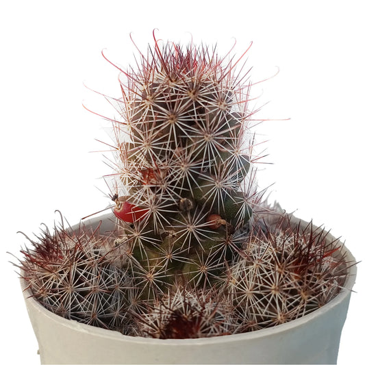 Mammillaria Grahamii Cactus- Red Apparent (Bare Rooted)