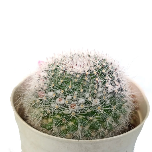 Mammillaria Hahniana Cactus (Bare Rooted)