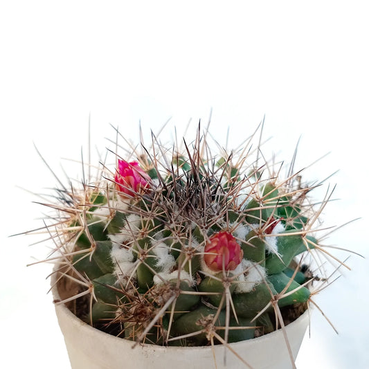 Melo Cactus (Bare Rooted)