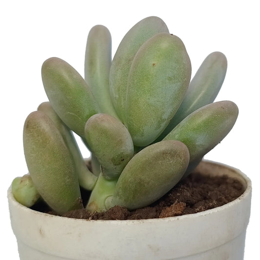 Pachyphytum Oviferum - Moon Stone (Bare Rooted)