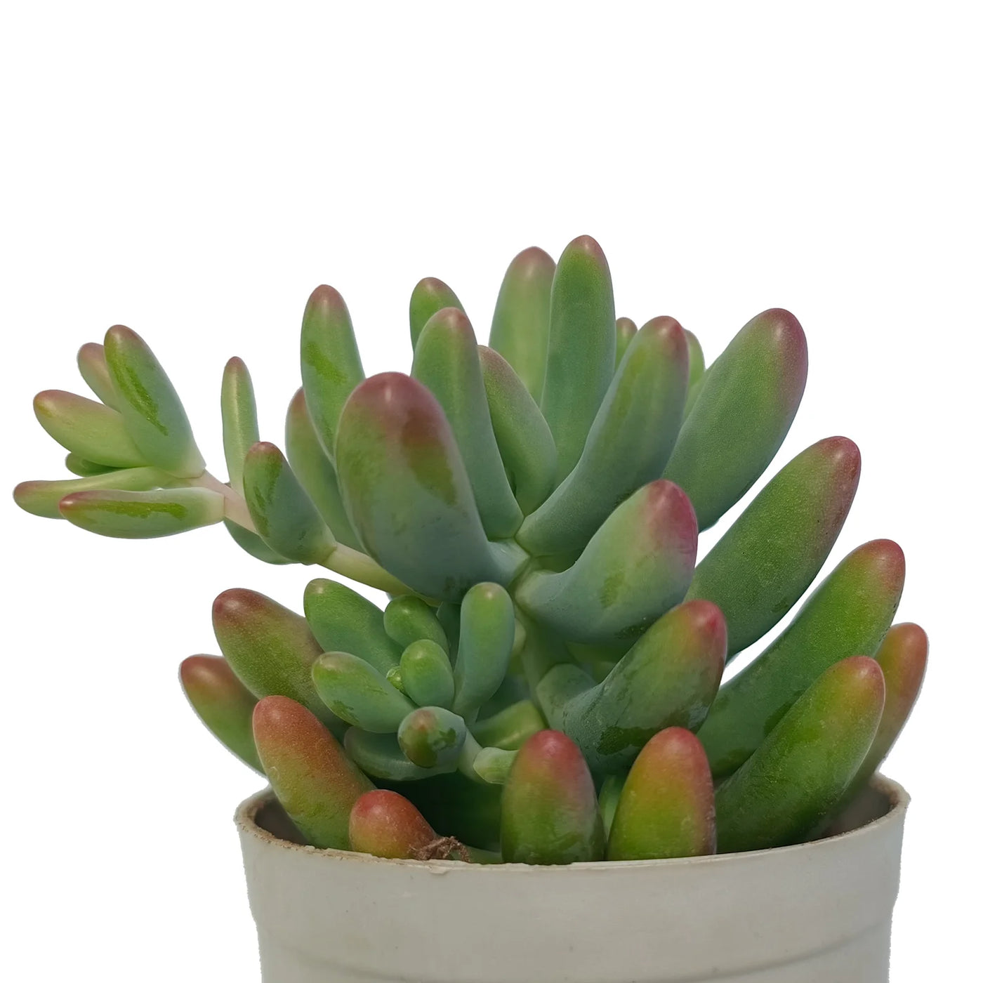 clavata succulent Buy Pachyveria Clavata Banana Plant Online – Secculent