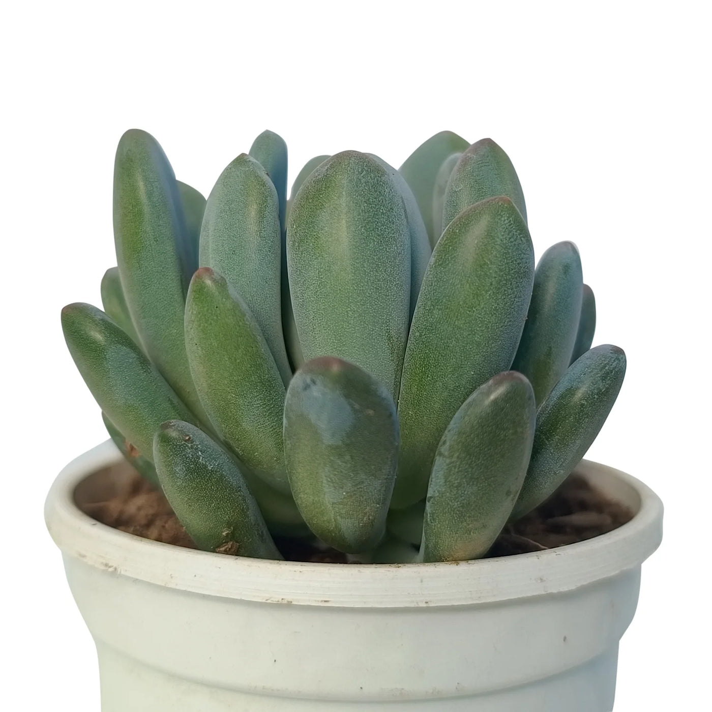 jeweled crown succulent Buy Pachyveria Clavifolia Jeweled Crown Plant Online – Secculent