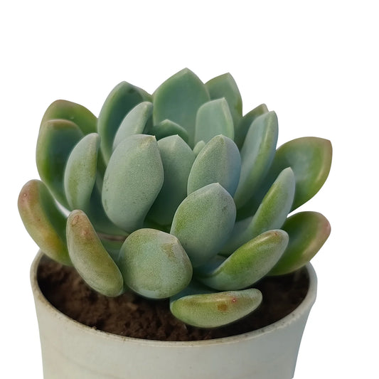 Pachyveria Scheideckeri Succulent- Globe (Bare Rooted)