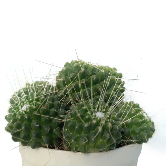 Pincushin Cactus (Bare Rooted)