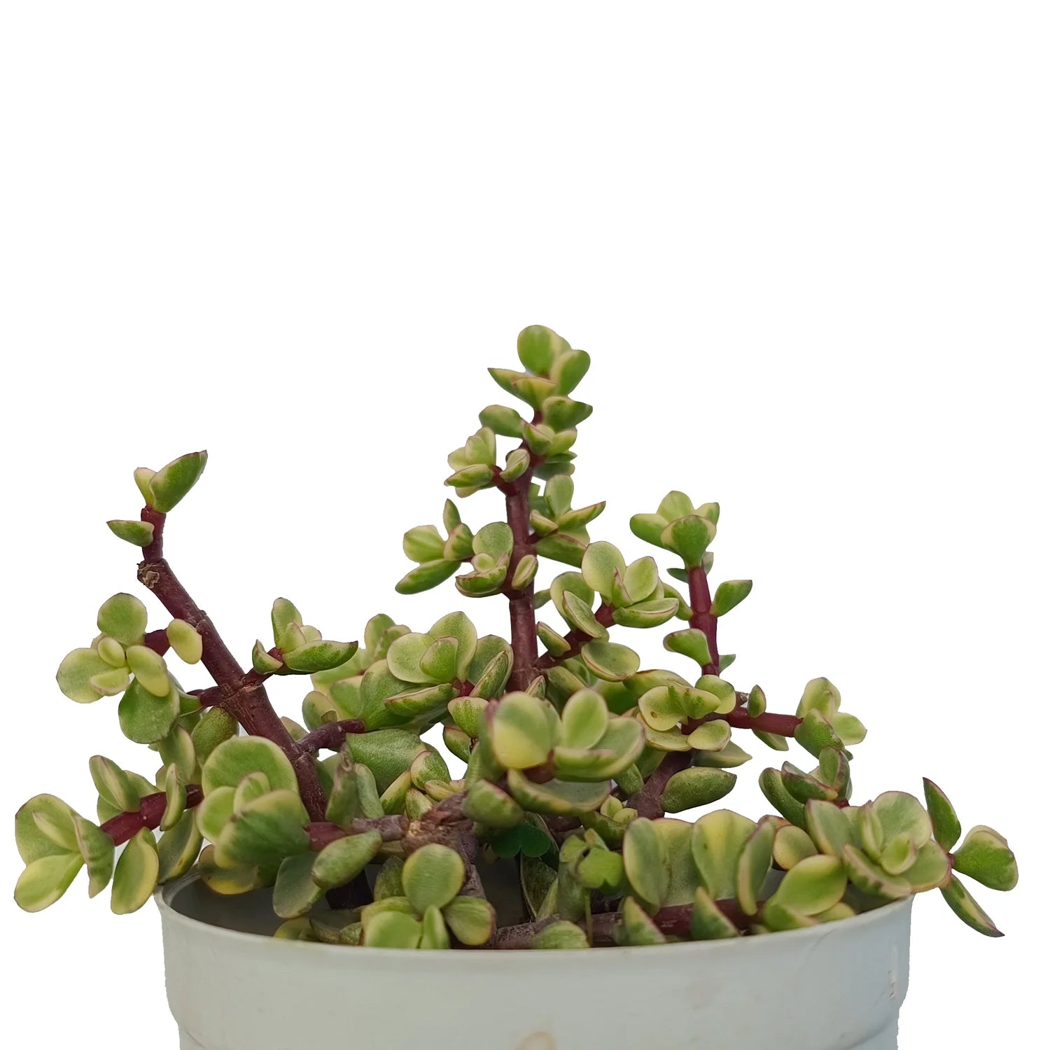 Buy Portulacaria Afra Elephant Bush Plant Online – Secculent