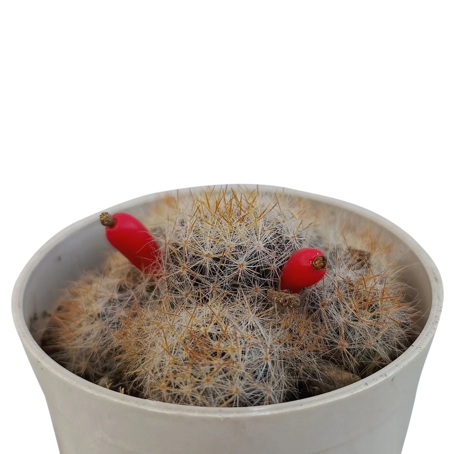 Mammillaria White Red Pearl Cactus (Bare Rooted)