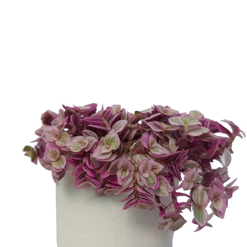 Sedum makinoi- Purple Japanese Stonecerop (Bare Rooted)